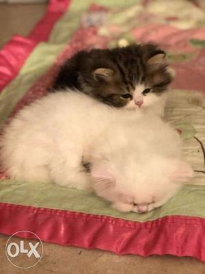 So beautiful any small size Persian kitten for