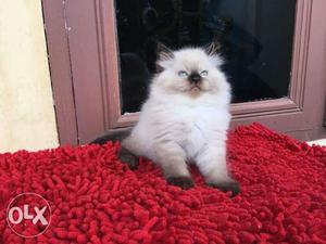 So beautiful kitten for for sale cash on delivery