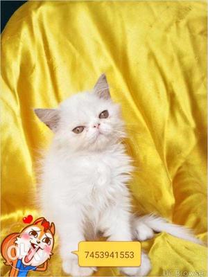 So cutest Persian kitten for sale