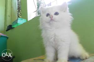 So pretty Snow White Persian kittens available