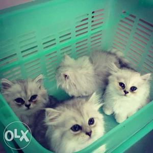 So so cute Persian kitten for saleb
