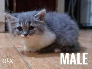 So very beautiful perfect kitten