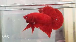 Super red hm plakat male only