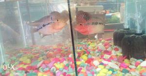 Two Pink And Yellow Fish