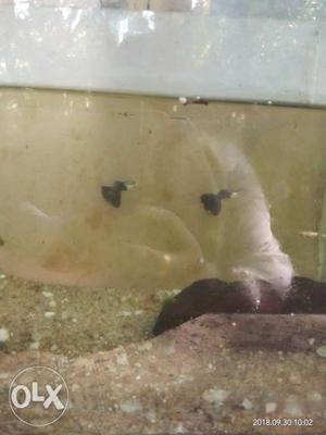 Two male half black guppies for sale
