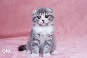 Very beautiful Persian kitten blue Eyes Persian