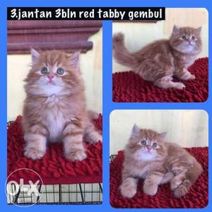 Very cute Persian kitten for sale cash on
