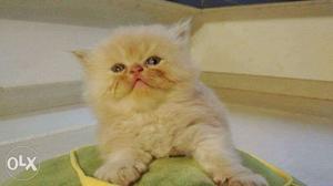 Very cute and friendly cutie pie Persian kitten