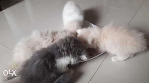 Very good cat Persian kitten for sale cash on