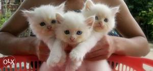 Very good quality and healthy Persian kitten for