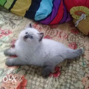 Very intelligent and play full Persian kitten for