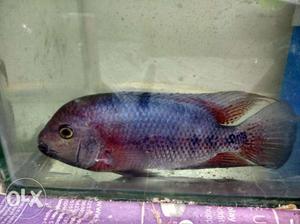 Vieja cichlid size 4"...