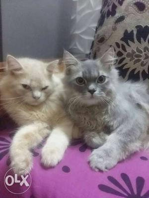 Want to sell both Persian cats for rs
