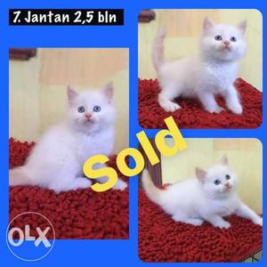 White Blue Eyes Persian kitten for sale cash on