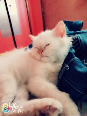 White Doll face Persian Male