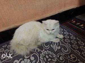 White Persian cat (Male 10 months)