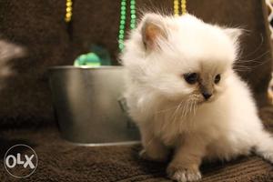 White Persian kittens available in Gurgaon