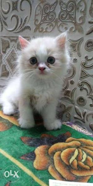 White Pure Persian 2 Month for sell