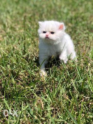 White and Golden Persian cat kitten for sale