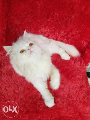 White and golden colour Persian cat and kitten