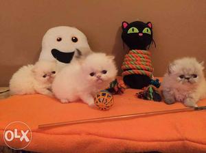White cat for sale cash on delivery all Bihar