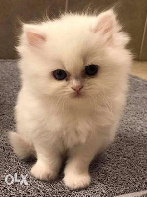 White colour Persian cat and kitten for sale cash