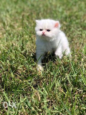White colour Persian cat kitten for sale cash on
