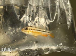 Yellow And Black cichild fish female