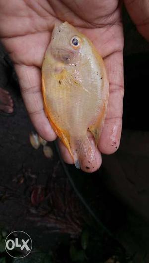 Yellow And White Fish Decor