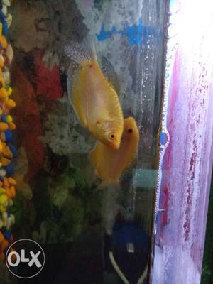 Yellow color Fish in pair