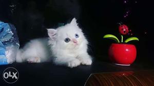 % pure blue eye white Persian kitten