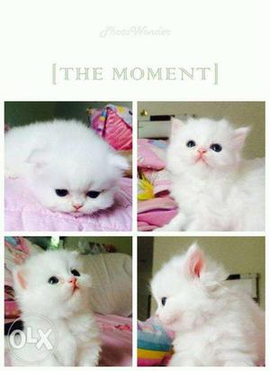0 Hybrid white persian kitten for sale cash on delivery free
