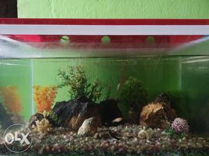1.5 feet decorated aquarium with fishes in great condition
