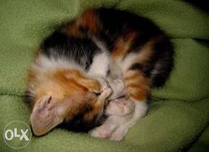 1 month old Two Calico Female Kittens for FREE,