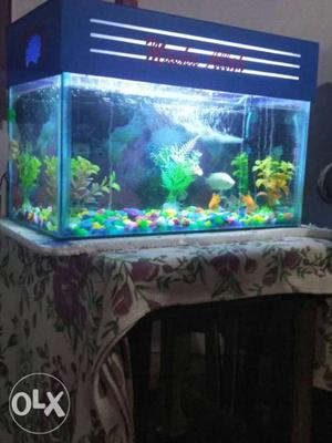 18 inches large aquarium with 2 plants and 2
