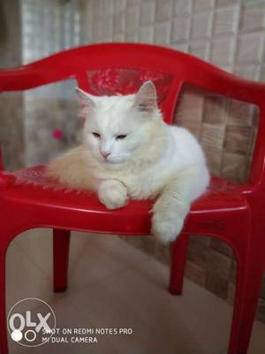 1yr persian cat only for mating