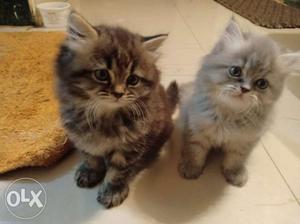 2 Pure Persian kitten 1n a halt months old very active and
