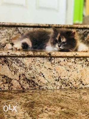 2 months old persian kitten.Price is slightly negotiable