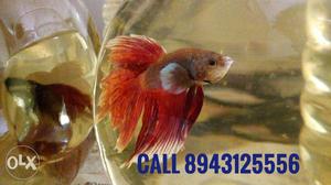 3 males bettas 2 females and 3 globe all 500 only