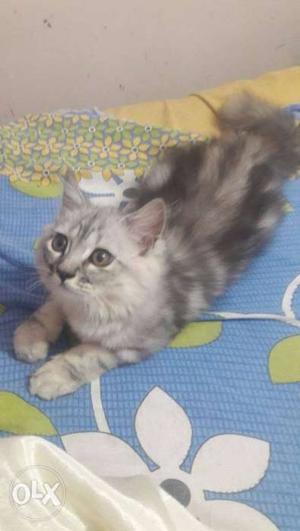 3months male cat.fully trained for washroom and