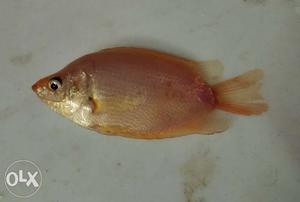 4.Inch Size Kissing Gourami Fish For Sale.