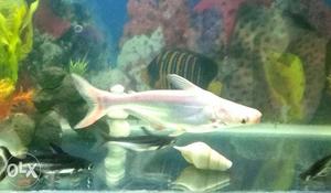8 inch albino shark with sliver shine for sale