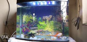 9 fishes with fishpot,filter, and led light under