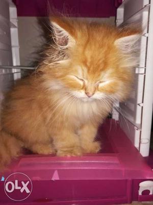 A healthy persian fur type kitten available for