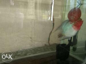 AAA quality flowerhorn fish with 2ft tank double