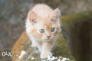 Adorable persian kittens