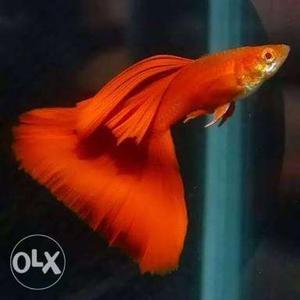 Albino red guppy home breed per pair 200 nyc breed