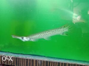 Aligatore gar fish, 30 cm hight, anyone wants