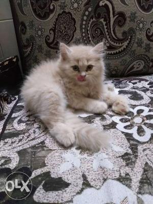 All typ persians avlb at afordble price.. all