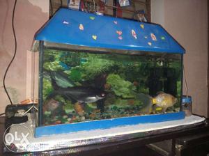 Aquarium, 5 big fish 1small fish urgent sell